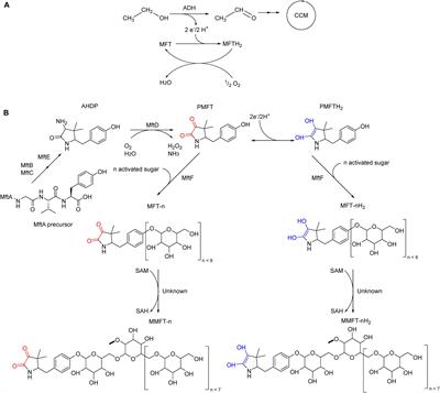 Impact of Oxygen Supply and Scale Up on Mycobacterium smegmatis Cultivation and Mycofactocin Formation